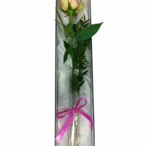 Rosa en caja